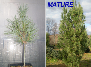 Pinus Strobus ‘FASTIGIATA’
