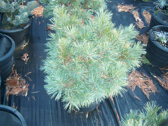 Pinus Strobus ‘MACOPIN’