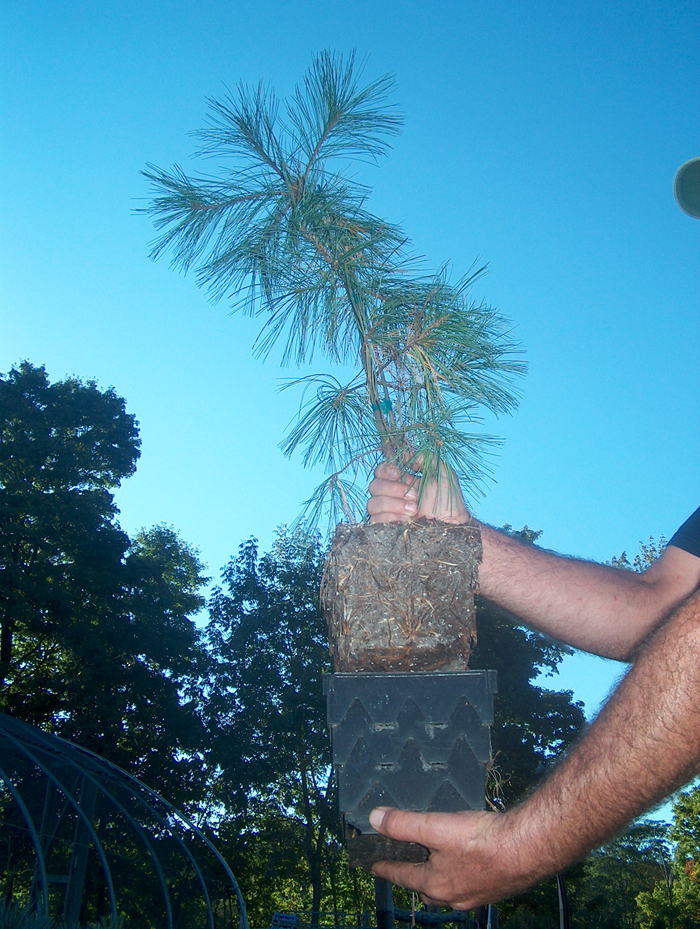 Pinus Strobus ‘PENDULA’