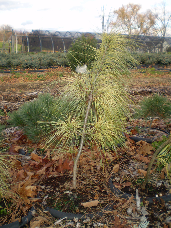Pinus Wallechiana ‘ZEBRINA’